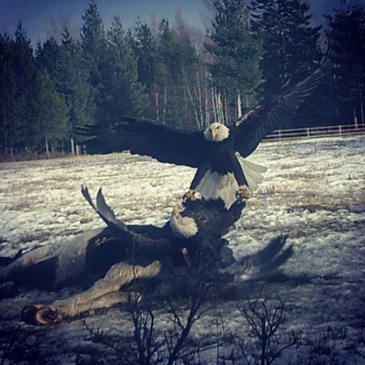 Bald eagles fight over a dead horse. (courtesy)