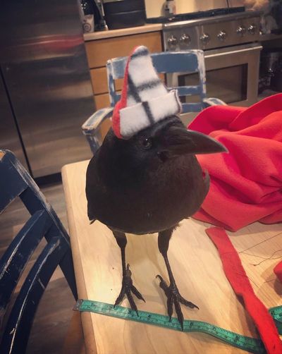 Cosmo the talking crow, in a hat made by Daphnie Colpron.  (Courtesy)