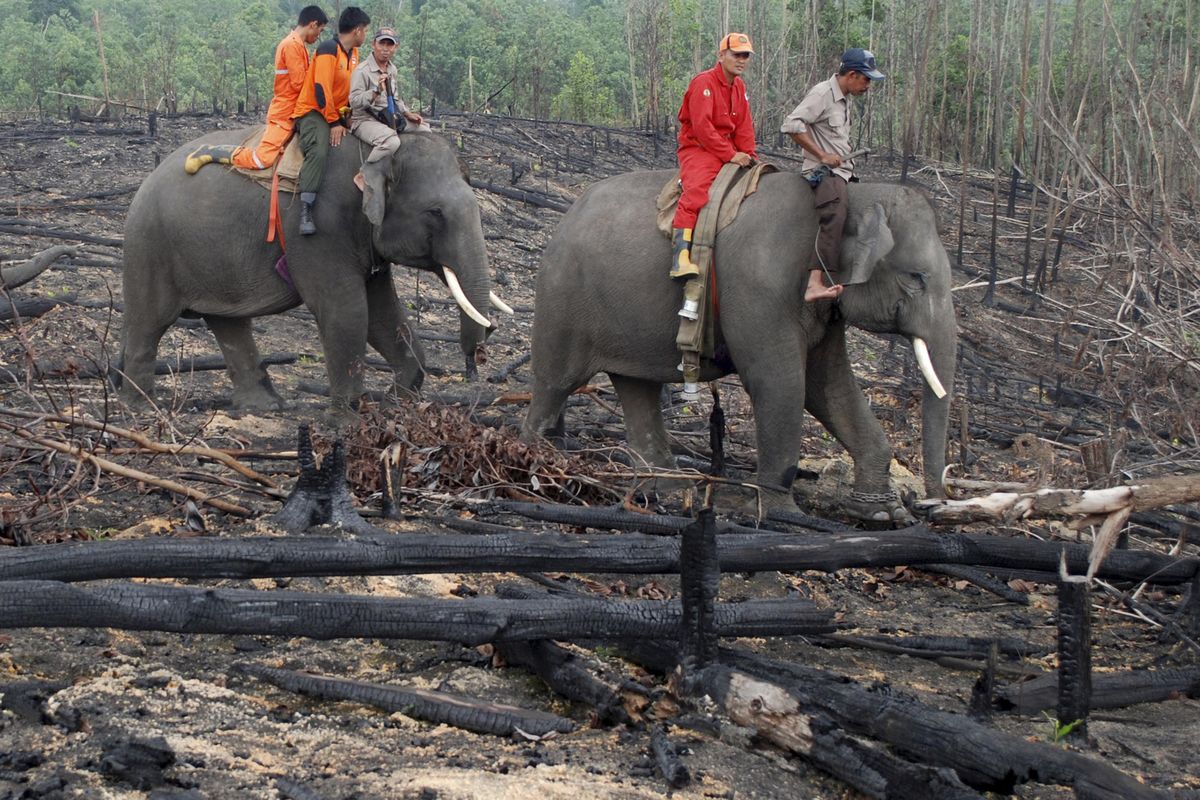 Forestry officials ride on the back of an elephant as they patrol an area affected by forest fire Nov. 10 in Siak, Riau province, Indonesia. Officials are using trained elephants to carry water pumps and other equipment to help patrol burned areas in the national forest to ensure that fires don’t reappear after smoldering beneath the peatlands.