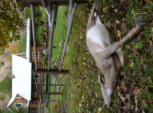 A whitetail doe, illegally shot from a public road, lies dead in the yard of a home in Idaho's Clearwater region.  The doe was feeding with her two fawns in the yard between the residence and the garage. The shot was down the driveway and across the mowed lawn with a .30-caliber rifle. The unknown shooters fled the scene and left the deer to rot. The fawns fed next to the dead doe until officers removed the carcass. (Idaho Department of Fish and Game )