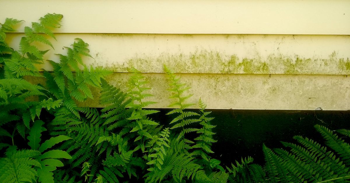 Ask the Builder How to clean algae off siding, roofs and patios The SpokesmanReview