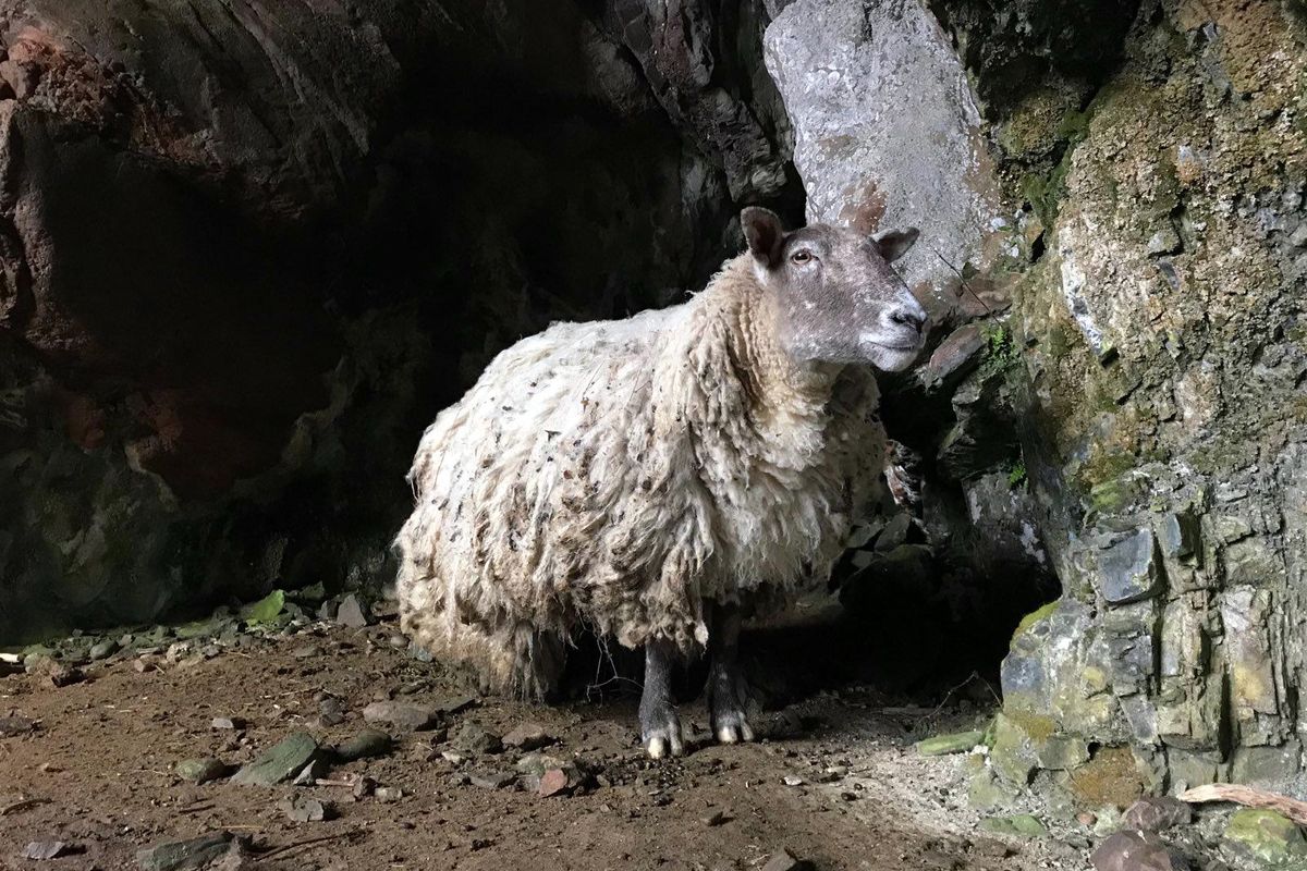 A photo provided by the animal rights group Animal Rising shows the sheep named Fiona, who was rescued on Saturday after spending at least two years at the bottom of a Scottish cliff.  (ANIMAL RISING)