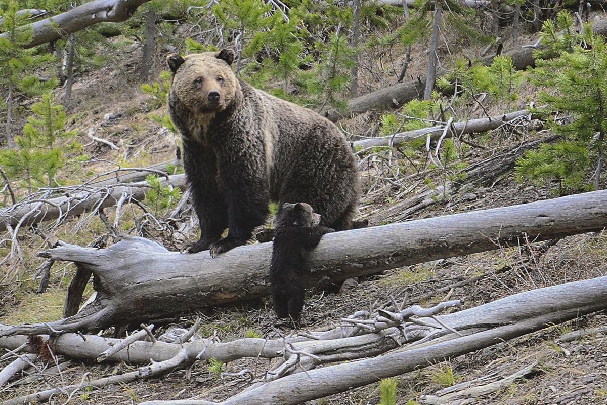 This April 29, 2019,  photo provided by the United States Geological Survey shows a grizzly bear and a cub along the Gibbon River in Yellowstone National Park, Wyo. (Frank van Manen / AP)