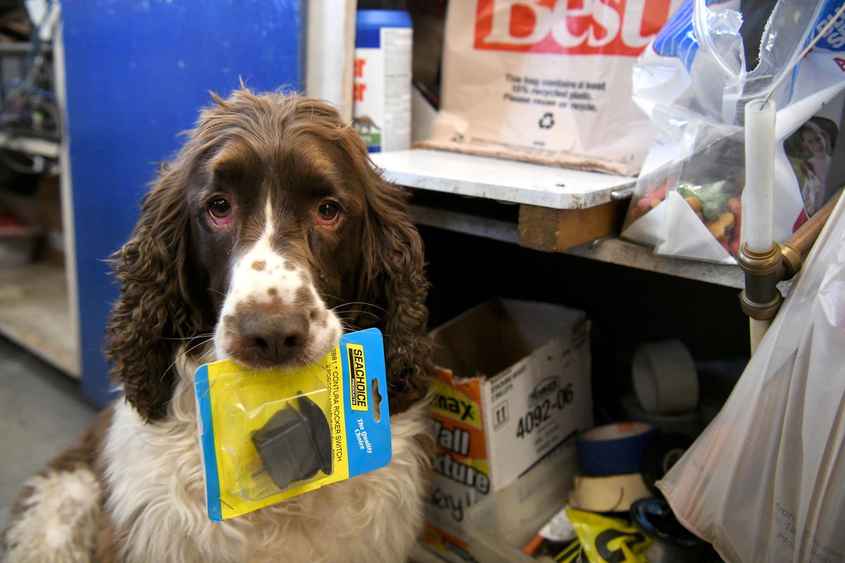 Sam, an English springer spaniel belonging to hardware clerk Kim Rose, helps out at the store by bringing merchandise selected by customers to the cashier at Otis Hardware in Otis Orchards. Each time he performs the task, he gets a dog treat, seen in a bag at right, Friday, January 18, 2019.  Sam has been carrying items to the cashier for more than four years, taking over from the previous dog, Jazz, who has since retired. (Jesse Tinsley / The Spokesman-Review)