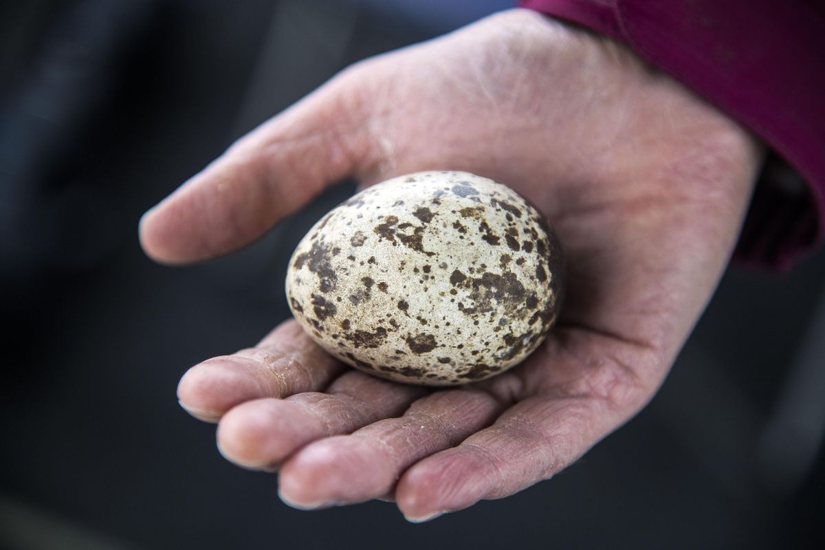 Wayne Melquist retrieved an unhatched osprey egg from a nest, July 15, 2017, on Lake Coeur d’Alene. (Dan Pelle / The Spokesman-Review)