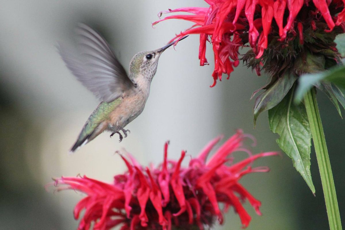 A little visitor is ready for some bee balm nectar. Some hummingbirds migrate from Idaho to Mexico.
