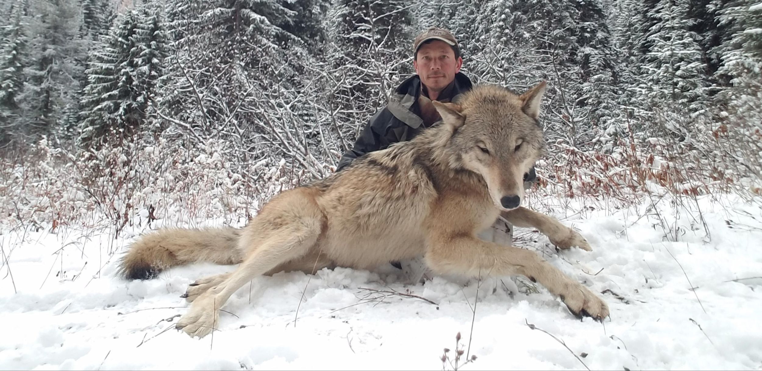 Wolf trapping is a tool Idaho wildlife managers want to keep, but at