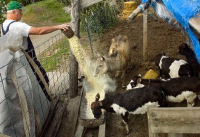 
Jeff Hatch feeds his animals at his Beacon Hill farm. He and his wife are selling their 20 acres and moving to southern Stevens County. 
 (Photos by CHRISTOPHER ANDERSON / The Spokesman-Review)