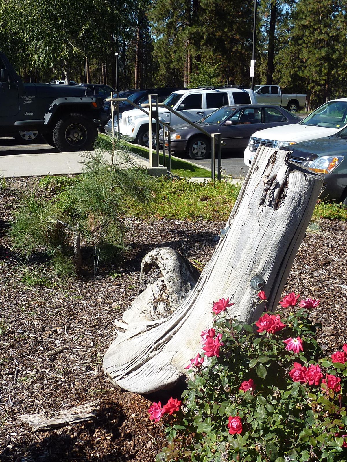 The Whitworth Tree – or the remains of the tree – and the young sapling that is being trained to grow into a similar shape to the old tree is located  in a parking lot island at the back of the campus behind Oliver Hall. The old Whitworth Tree is dead and just the bench portion of the tree and a bit of the vertical section of the trunk remain,  bolted together and held in place. The new tree is being conformed into the same shape by the campus arborist. (Stefanie Pettit / The Spokesman-Review)