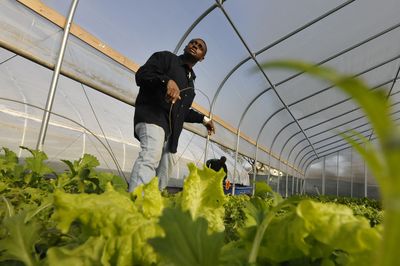 Isaac Wright Jr. helps take care of a garden for Growing Home Inc. in Chicago in November. Growing Home promotes urban agriculture.  McClatchy Tribune (McClatchy Tribune / The Spokesman-Review)