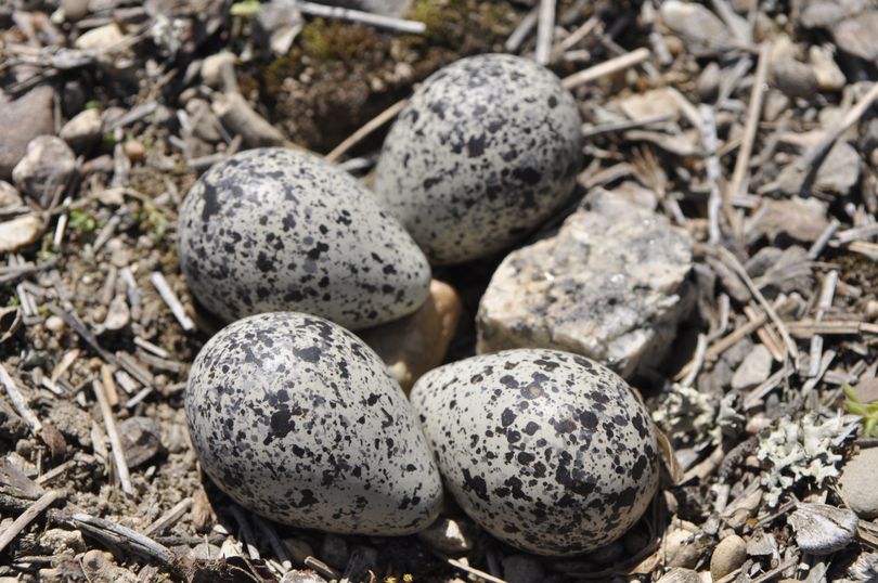 Killdeer eggs in nest in a gravel driveway. (Mike Prager / The Spokesman-Review)