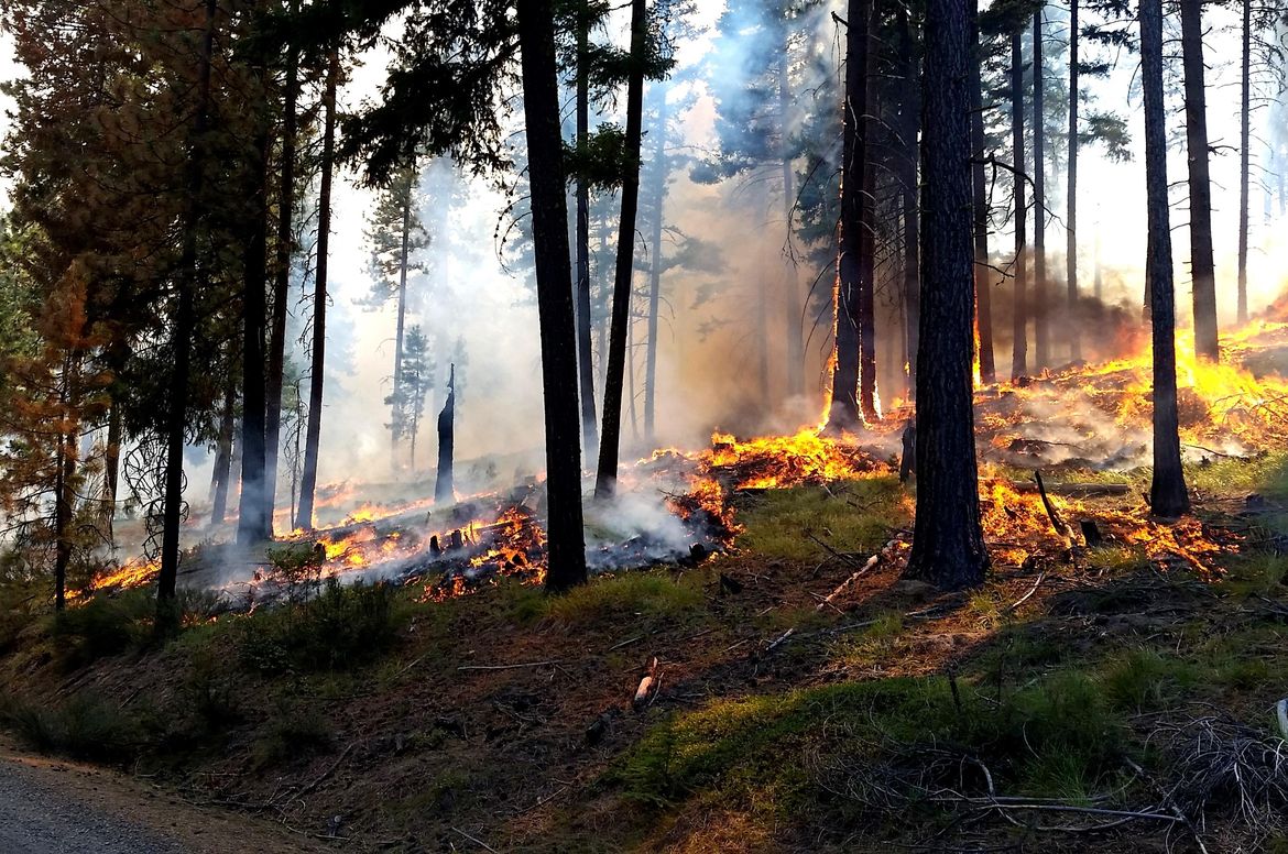 In brief: ‘Good fires’ being set intentionally on forests | The ...