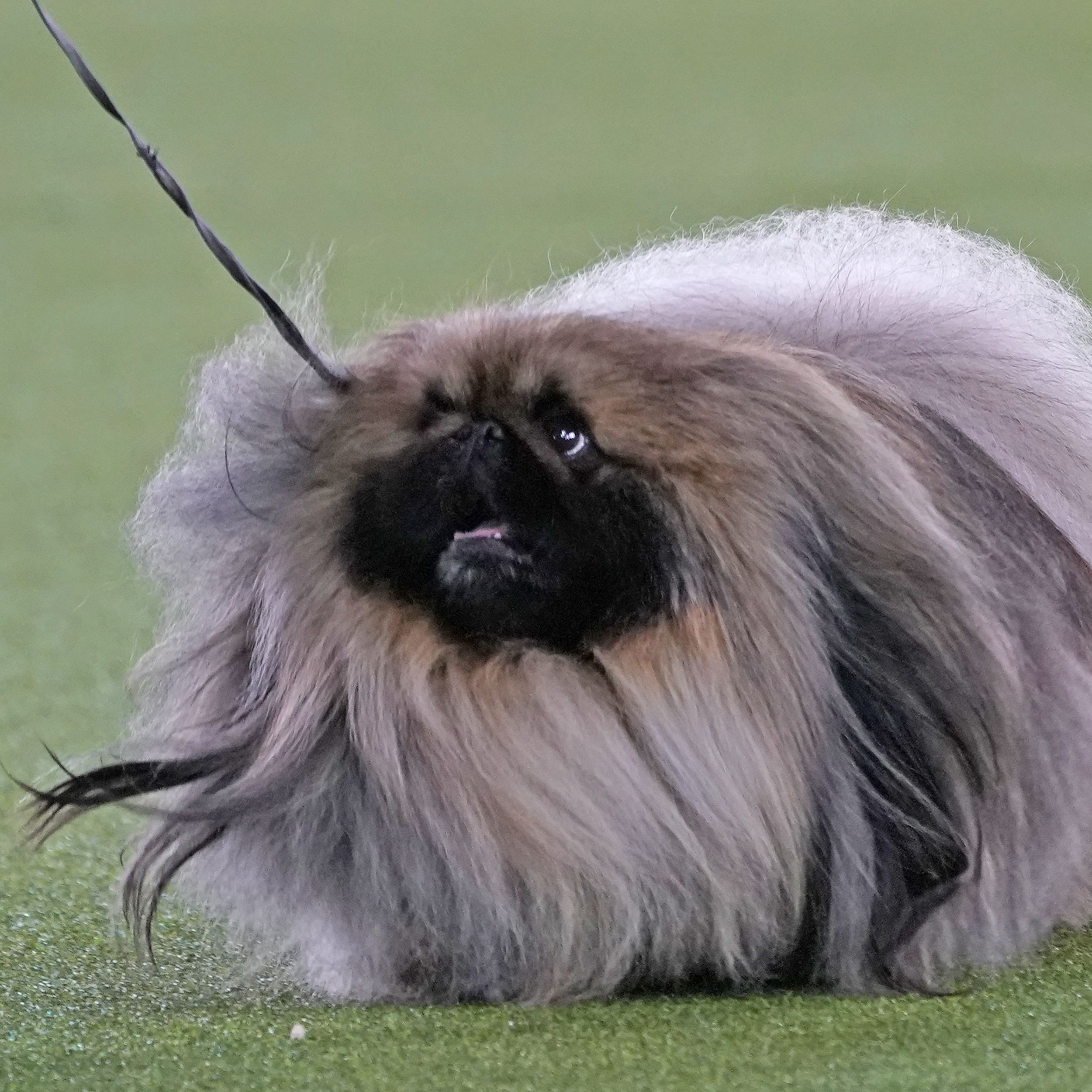 which breed of dog has never won the title of best in show at the annual westminster dogshow