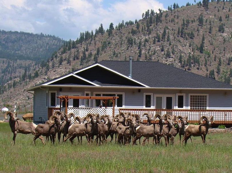 Two dozen bighorn rams were packed together in the lowlands near Lincoln, Wash., on May 27, 2012. (Courtesy photo)