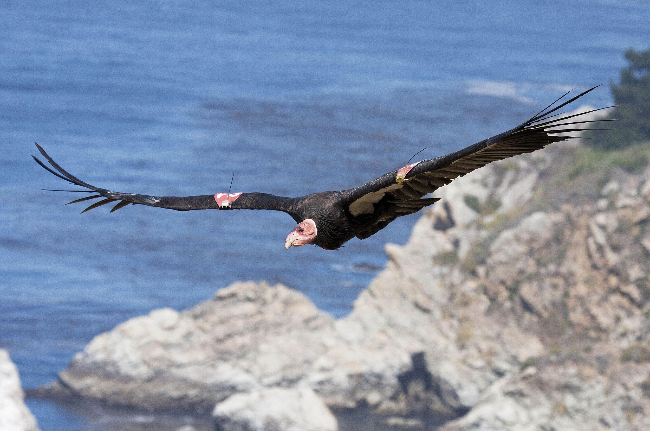 California Condors Reach Key Survival Milestone In The Wild The
