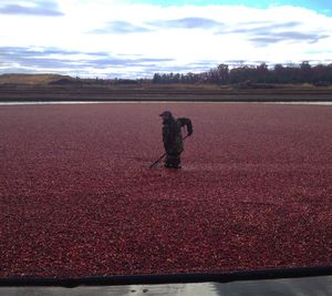 A worker from Wisconsin's Elm Lake Cranberry Company harvests ripe berries in November, 2014 (Cheryl-Anne Millsap / photo by Cheryl-Anne Millsap)