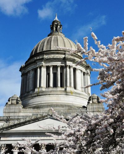 OLYMPIA -- Good Friday is also cherry blossom time this year on the state Capitol Campus. (Jim Camden)