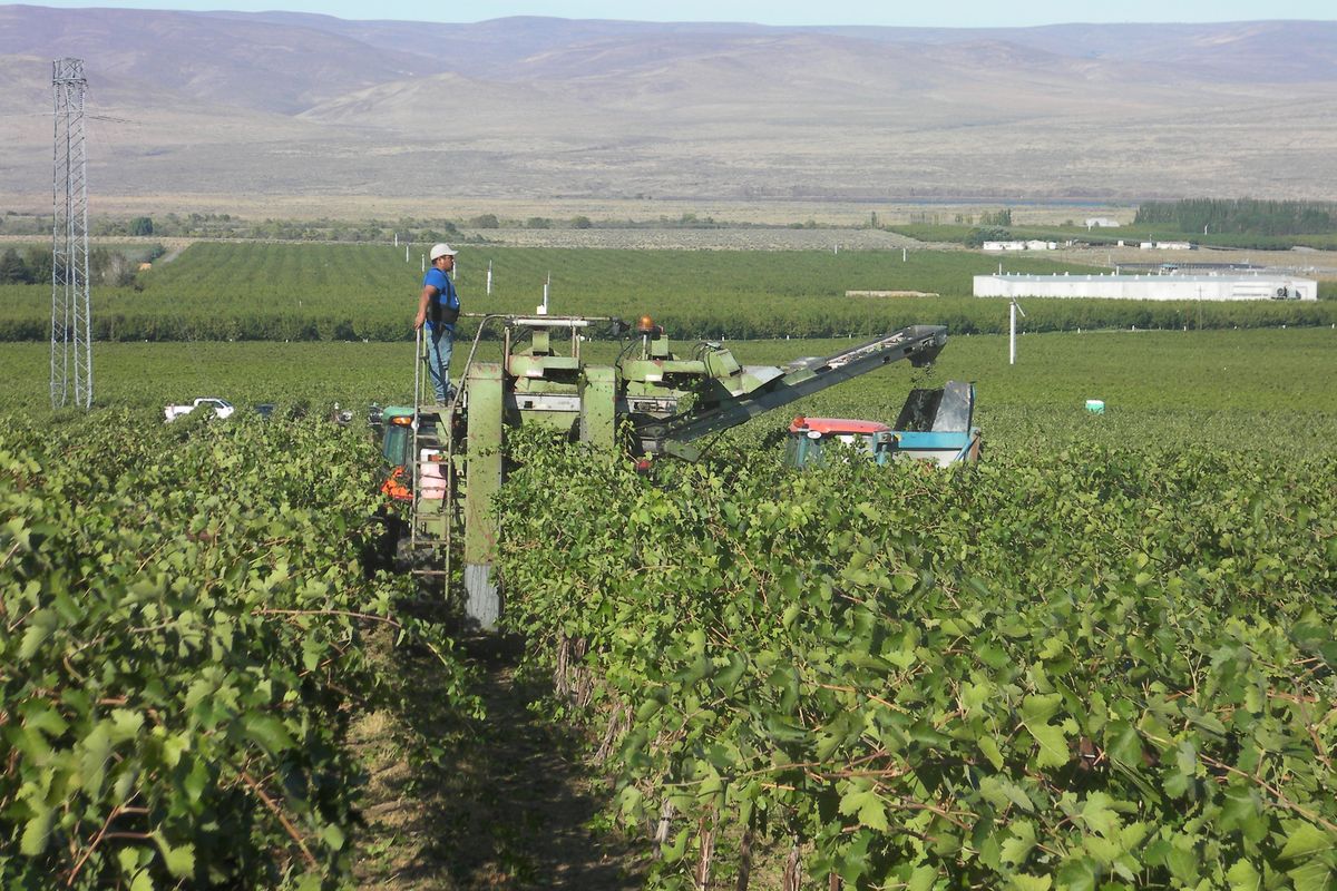 Red wine grapes are mechanically harvested on Washington’s arid Wahluke Slope, one of the largest grape-growing regions in the state.