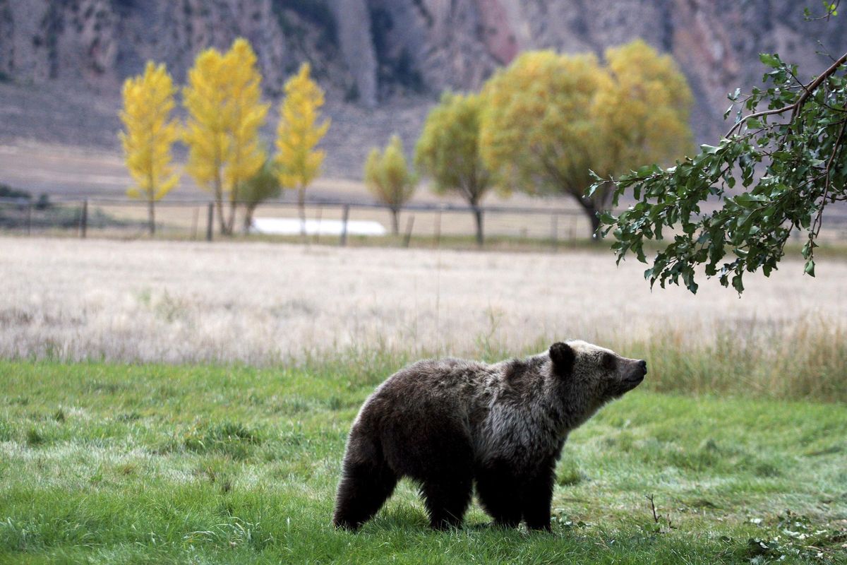 In this Sept. 25, 2013, file photo, a grizzly bear cub searches for fallen fruit beneath an apple tree a few miles from the north entrance to Yellowstone National Park in Gardiner, Mont. A judge will decide whether the Lower 48 states’ first grizzly bear hunting season in more than four decades will open as scheduled the weekend of Aug. 31, 2018. (Alan Rogers / The Casper Star-Tribune/Associated Press)