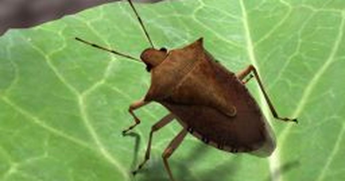 Spokane Valley firm unveils better bug trap