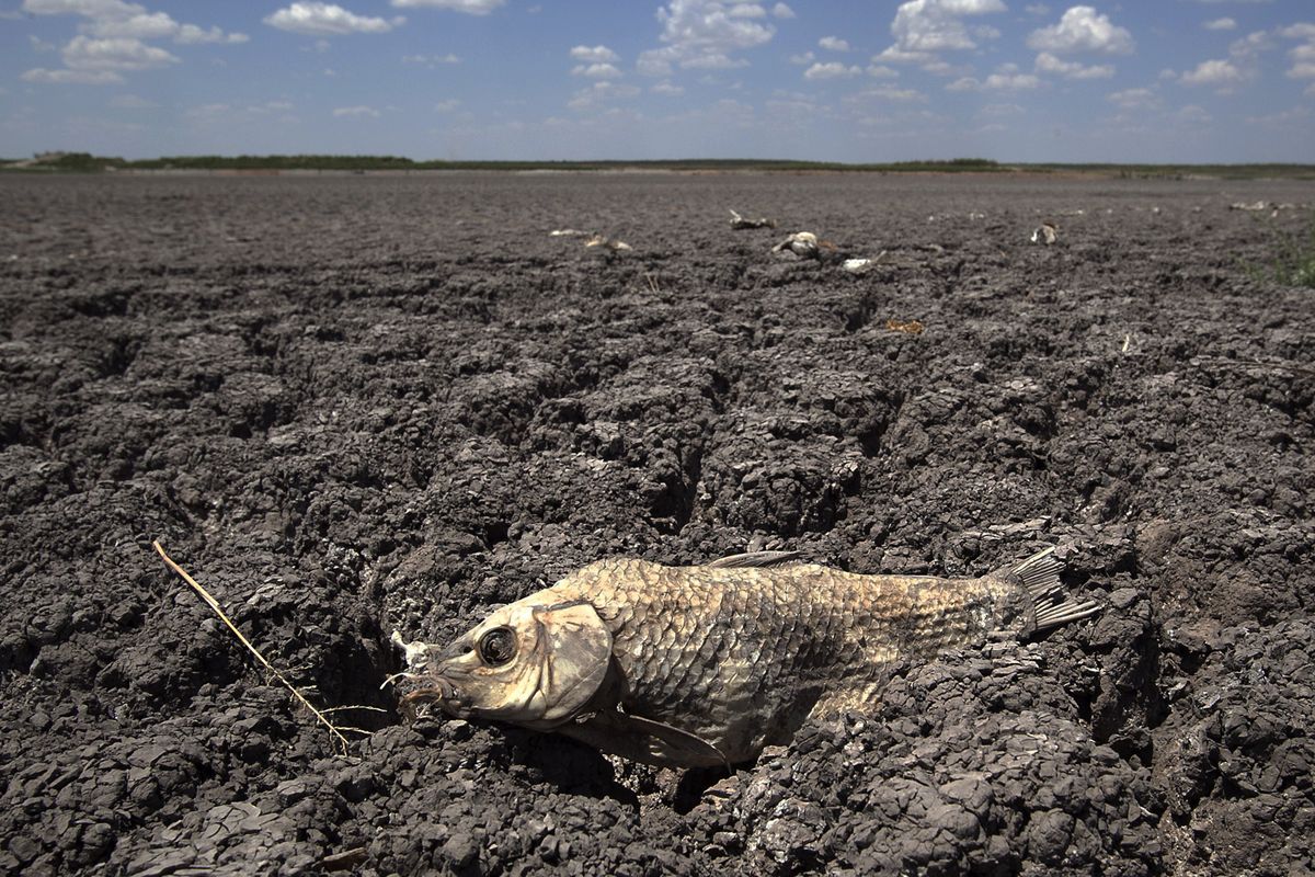 FILE - In this Wednesday, Aug. 3, 2011 file photo, the remains of a carp are seen on the dry lake bed of O.C. Fisher Lake in San Angelo, Texas. According to data released by the National Oceanic and Atmospheric Administration on Tuesday, May 4, 2021, the new United States normal is not just hotter, but wetter in the eastern and central parts of the nation and considerably drier in the West than just a decade earlier.  (Tony Gutierrez)