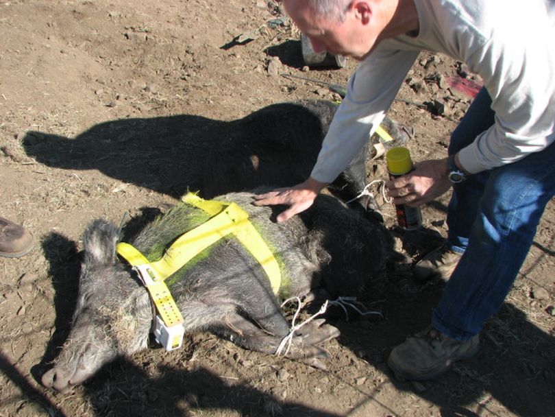 Oregon Fish and Wildlife staffers dubbed this sow feral pig Judas after it was captured in 2010 and fitted with a GPS tracking device on a harness specially designed for pigs. Judas then led officers to its fellow swine so shooters could eliminate the invasive species.  (Oregon Department of Fish and Wildlife)