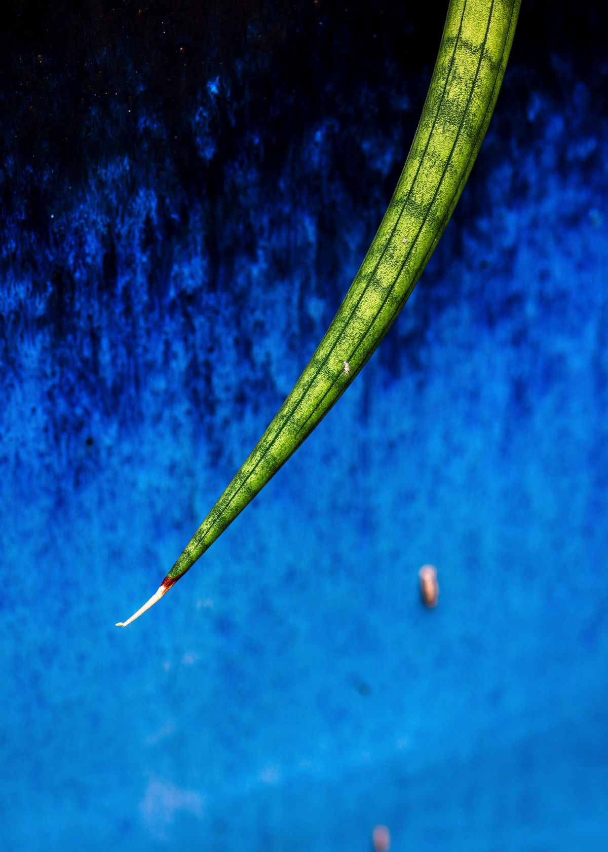 A potted sansevieria serpentine at Fairchild Botanical Gardens in Miami on Jan. 16, 2025. Even botanists can be surprised at the sheer variety of a houseplant often known only for being indestructible. (New York Times)