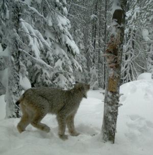 A Canada lynx visits a bait station set up by Idaho Fish and Game Department researchers monitoring wolverines in North Idaho. (Friends of the Scotchman Peaks Wilderness)