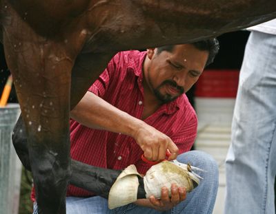 Assistant trainer Roberto Calvo removes the protective wrappings on the feet of Big Brown.  (Associated Press / The Spokesman-Review)