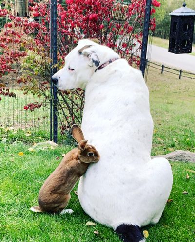 Copper the bunny hangs out with Tucker the pit bull at their home in Sandpoint. (Courtesy of Robby Meyer)