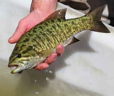 Smallmouth bass caught in the upper Yellowstone and Shields rivers must now be kept and reported to the Department of Fish, Wildlife & Parks.  (BRETT FRENCH, Billings Gazette)