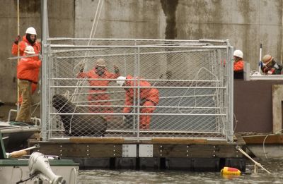 Captured sea lions are prepared for removal on the Columbia River near Bonneville Dam in April 2008. Sea lions are removed to prevent them from eating endangered salmon. (File Associated Press / The Spokesman-Review)
