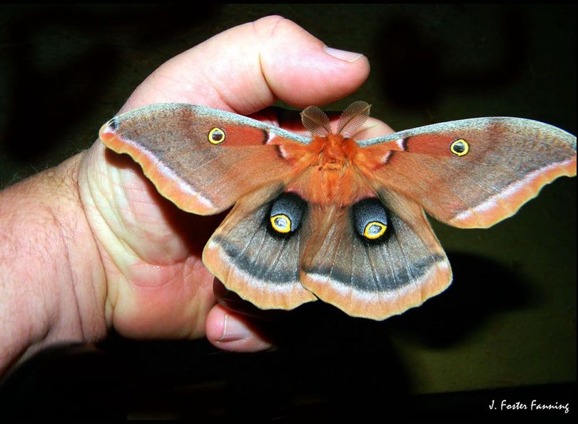 A Polyphemus Moth discovered in the large pines along the Kettle River. This is a North American member of the giant silk moths. The most notable feature of the moth is its large, purplish eyespots on its two hindwings. The eye spots are where it gets its name – from the Greek myth of the Cyclops Polyphemus (Jon Foster Fanning)