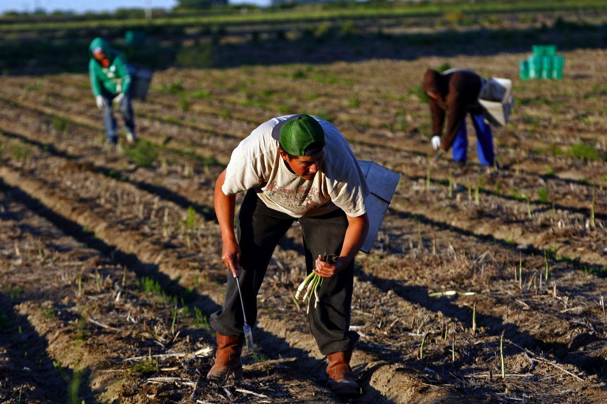 Adrian Hernandez picks asparagus with his wife, Cerecita Diaz, right, and mother, Hilda Hernandez, last week in Eltopia. Wash.