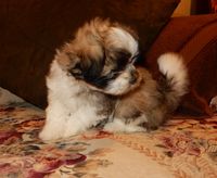 MALTESE/SHIH TZU PUPPIES