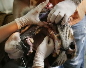 Veterinary doctors perform a tooth surgery on Socrates, a 20-year-old tiger at Villa Lorena animal shelter in Cali, Colombia, Sunday, Feb. 21, 2010. Socrates, once a tiger from a street circus, was handed over to the shelter by its former caretakers. (Christian Mora / Associated Press)