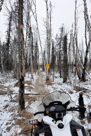 Bob Jones of Kettle Falls pauses to photograph the Iditarod Trail 20 miles south of the Bear Creek Shelter Cabin during his March 2014 snowmobile trek to follow the Alaska sled dog race during a year of skimpy snow conditions.  The trail passes through a burn that scorched the area around 2000 from the Post
River Slide for about 30 miles to a point not far south of Bison Camp.
 (Robert Jones)