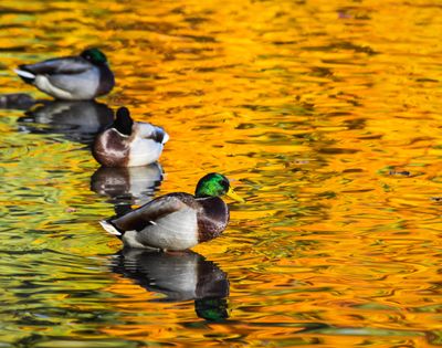 Mallard ducks float upon a golden pond at Cannon Hill Park, Friday, Oct. 12, 2018, in Spokane, Wash. Ornithologist Victoria Kaufman of Spokane will present recent local waterfowl survey results at the Spokane Audubon Society meeting on  Dec. 11 at 7:30 p.m., at Riverview Village Community Building, 2117 E. North Crescent Ave. (Dan Pelle / The Spokesman-Review)