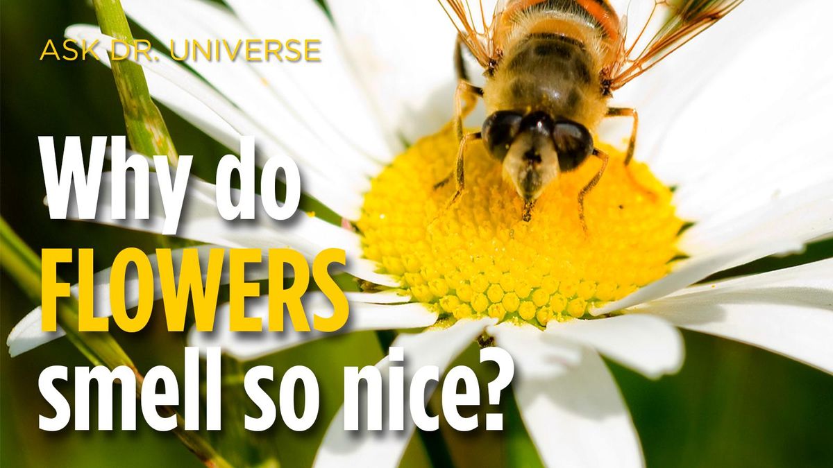 Ask Dr. Universe Why do flowers smell so nice? The SpokesmanReview