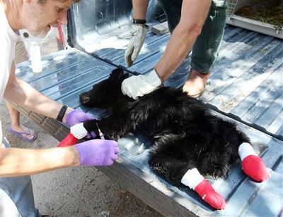 Idaho Department of Fish and Game veterinarian Mark Drew bandages the paws of 