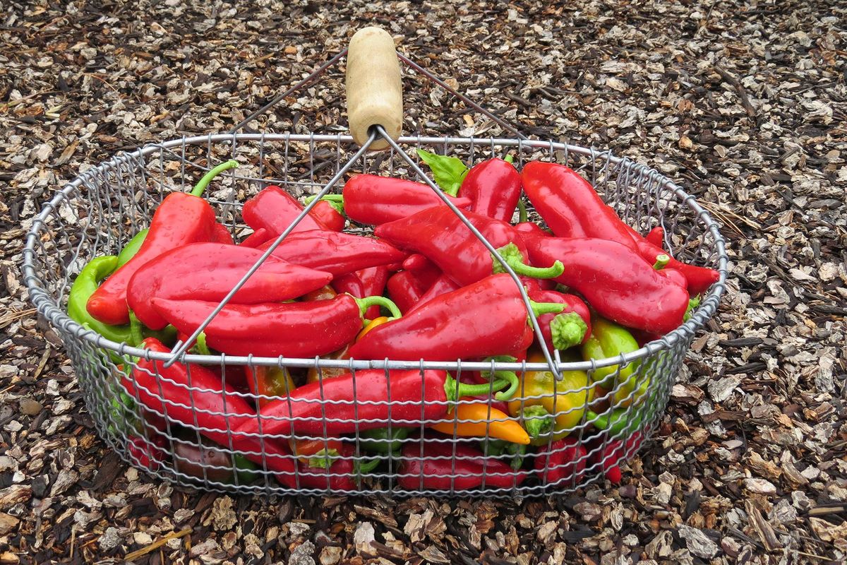 Peppers grew especially well in this year’s hot summer temperatures. (SUSAN MULVIHILL SPECIAL TO THE S / Susan Mulvihill Special to The Spokesman-Review)