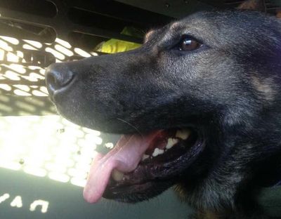 Spokane County Sheriff’s K-9 Laslo (Spokane County Sheriff’s Office)