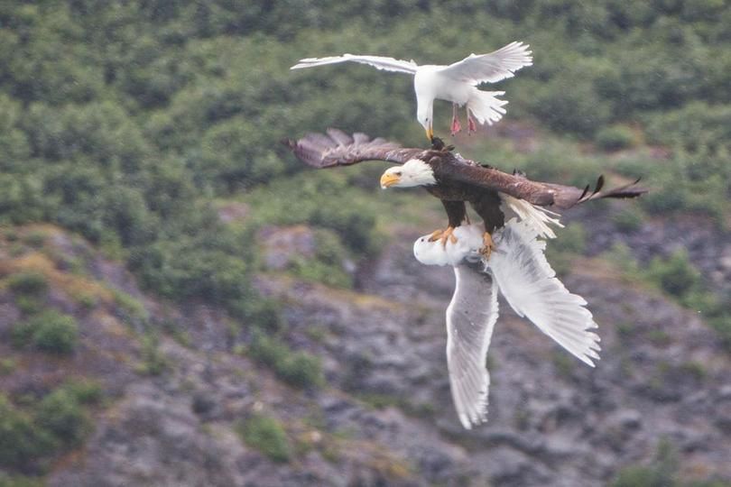 A gull tries to deter a bald eagle from taking away another gull on Prince William Sound in Alaska. See Outdoors story below for outcome of this battle) (David Canales / Via U.S. Department of Interior)