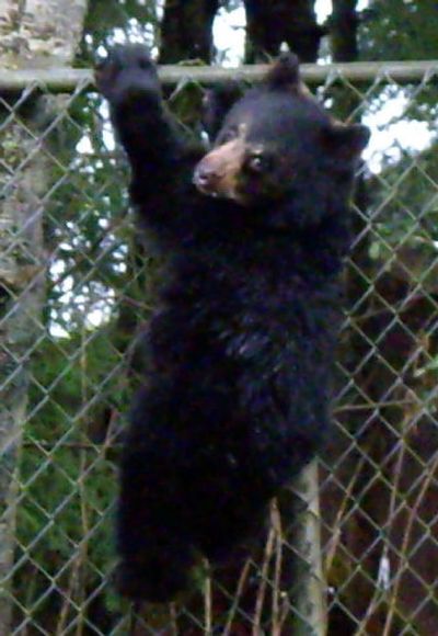 
An orphaned black bear cub climbs a fence in Douglas, Alaska, on Dec. 12. The cub should be in hibernation. 
 (Associated Press / The Spokesman-Review)