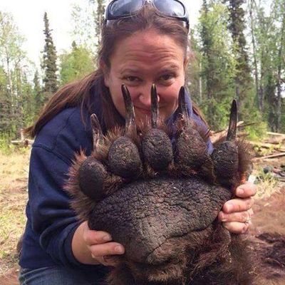 Brandi Houser displays the paw size of a grizzly bear killed by Charlie Shutt during a 2014 hunt on the Deshka River near Anchorage, Alaska.
 (Charlie Shutt)
