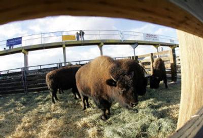 
A hole in the fence gives a view of bison feeding in a pen in the stockyards at the recent National Western Stock Show and Rodeo in Denver. 
 (Associated Press photos / The Spokesman-Review)