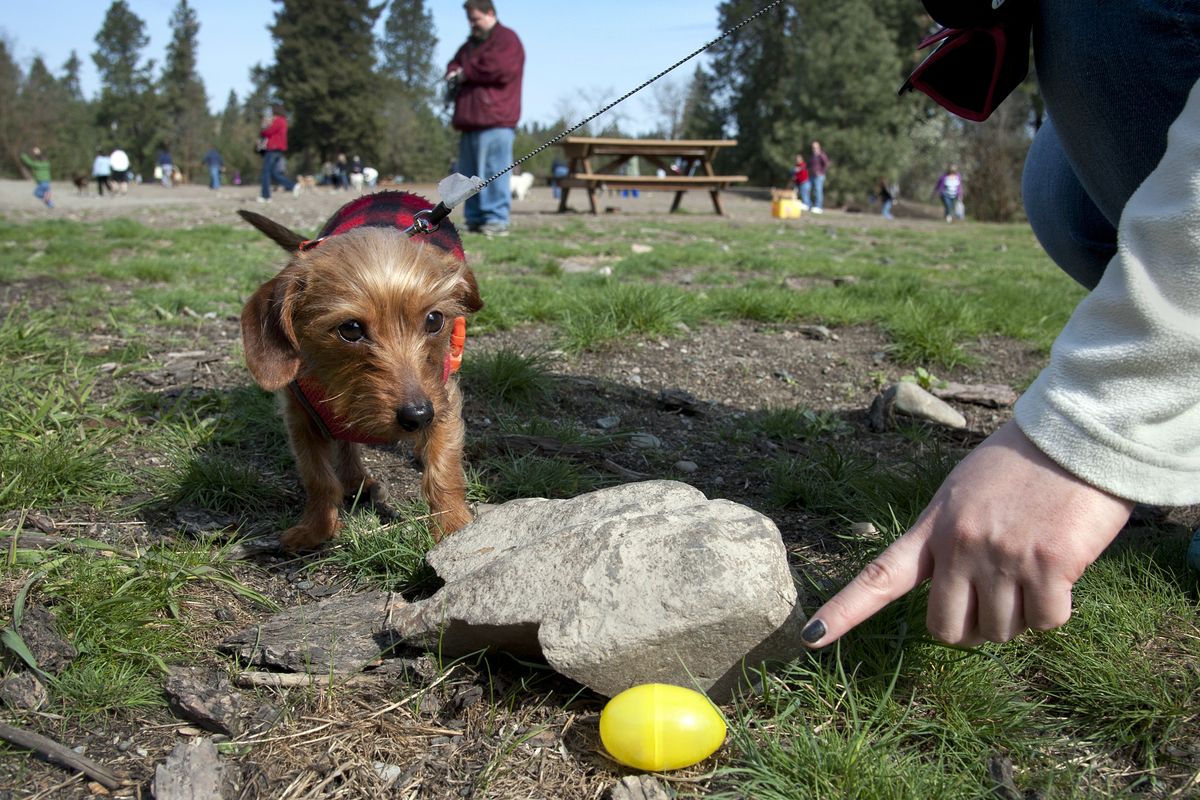 Leilani Weaver helps her dog Spencer, a 1-year-old dachshund-Yorkshire terrier mix, find a plastic egg at the second annual Easter egg hunt for dogs on Saturday at the SpokAnimal Dog Park at High Bridge Park in Spokane. “He’s a dorkie,” Weaver said. Ninety-nine dogs were registered for the hunt, with all of the proceeds benefiting the park’s cleanup and maintenance. (Dan Pelle)