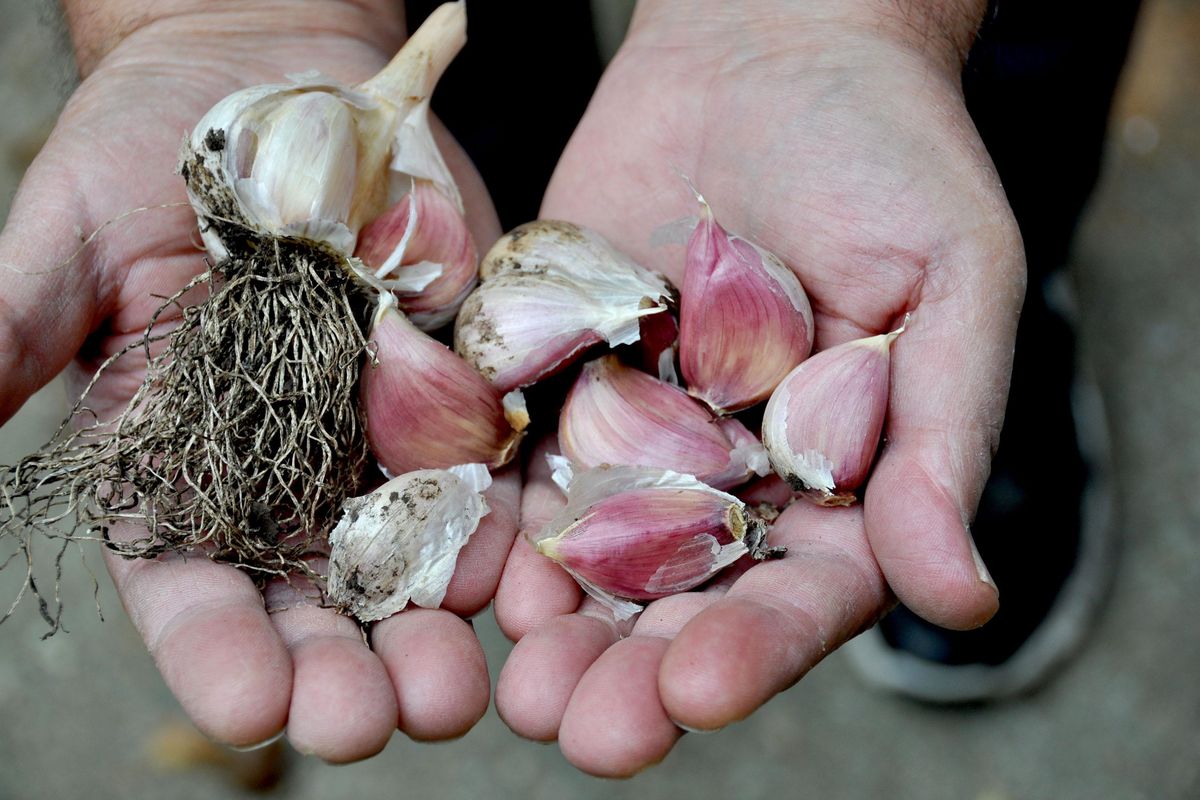 Garlic heads are broken into their separate cloves and the largest ones planted 1 to 2 inches deep in  well-drained soil. The small cloves then go into the kitchen for the cook. (Pat Munts / The Spokesman-Review)