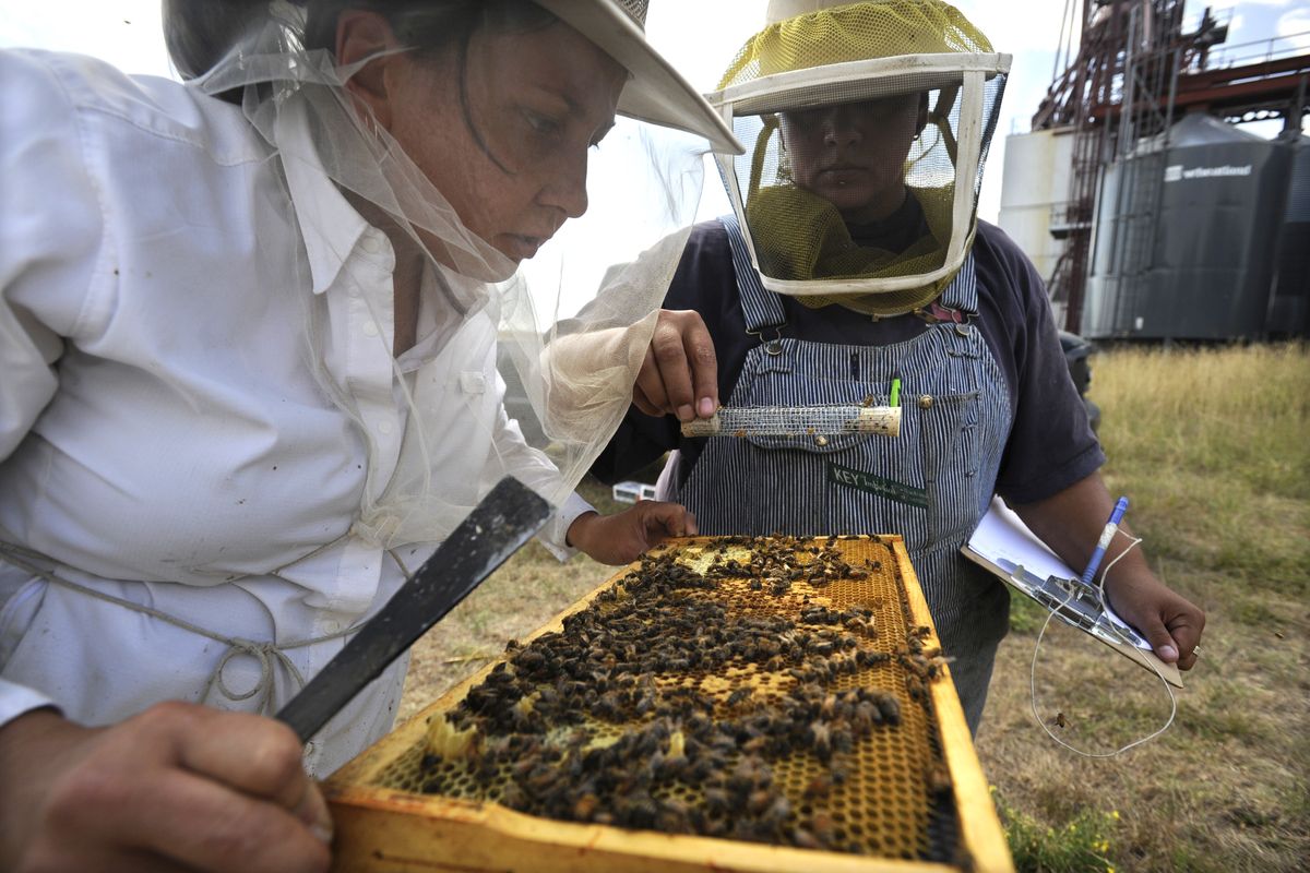 Technician Jen Vieyra, right, carefully lifts a caged queen bee away from a hive frame held by bee researcher Beth Kahkonen Wednesday, Aug. 5, 2009, at Washington State University. The bee is marked with a number to identify it and its genetic origin before being sent to beekeepers around the state. The program tries to continually improve the quality of the queen bees in hives around the state in the hope that it will help them resist colony collapse, a problem in bee hives around the nation. JESSE TINSLEY jesset@spokesman.com (Jesse Tinsley / The Spokesman-Review)