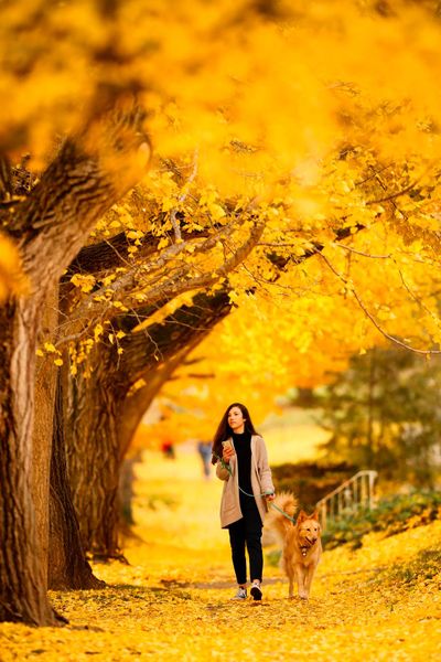 Amanda Hickey walks among fallen gingko leaves in Lexington, Kentucky, last November.  (TRIBUNE NEWS SERVICE)